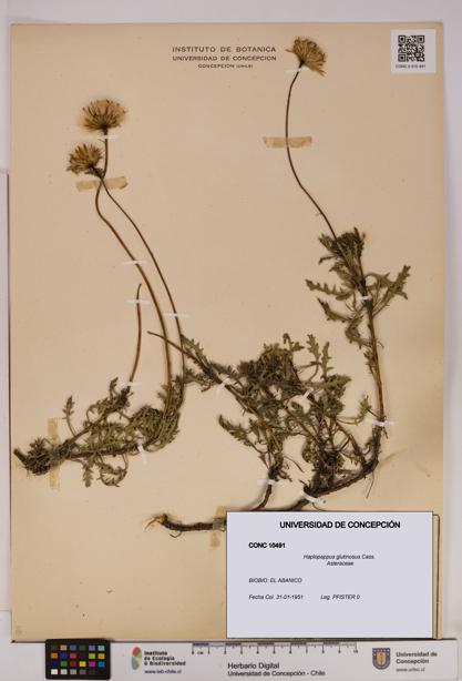 Haplopappus glutinosus [Espécimen: UDEC:CONC:0010491]