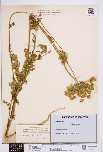 Daucus carota [Espécimen: ]
