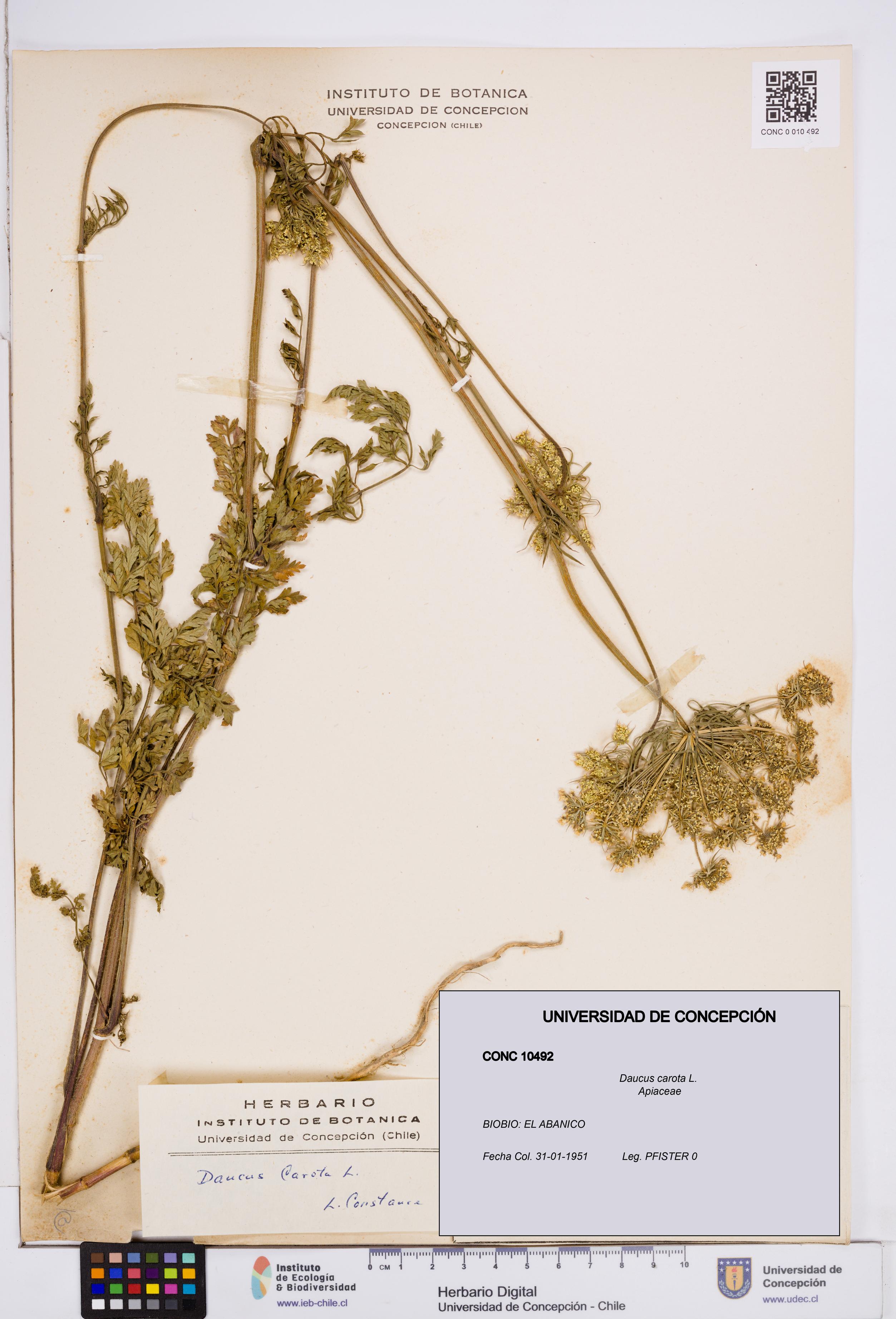 Daucus carota [Espécimen: ]