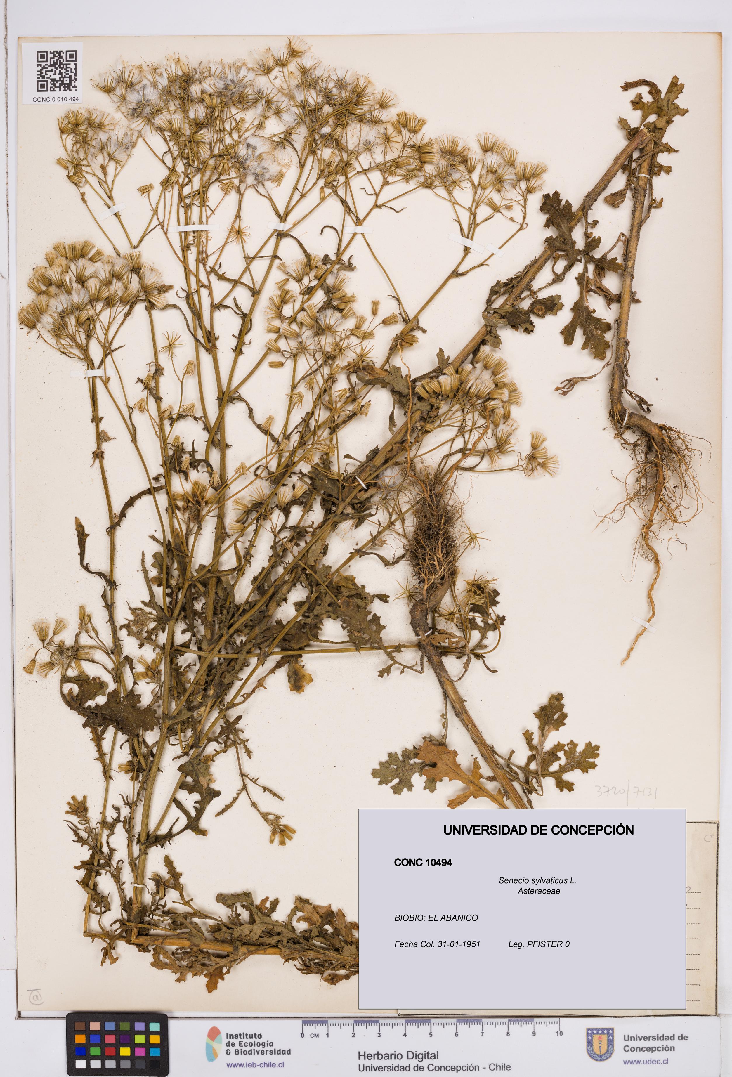 Senecio sylvaticus [Espécimen: ]
