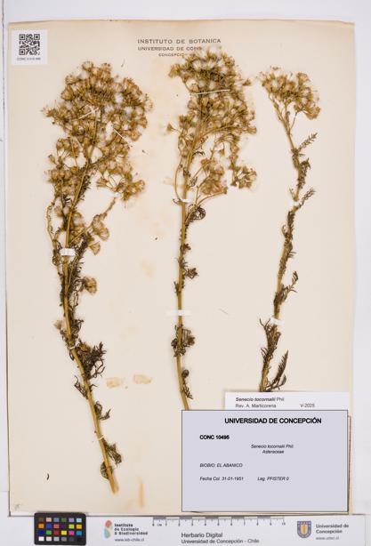 Senecio tocornalii [Espécimen: ]