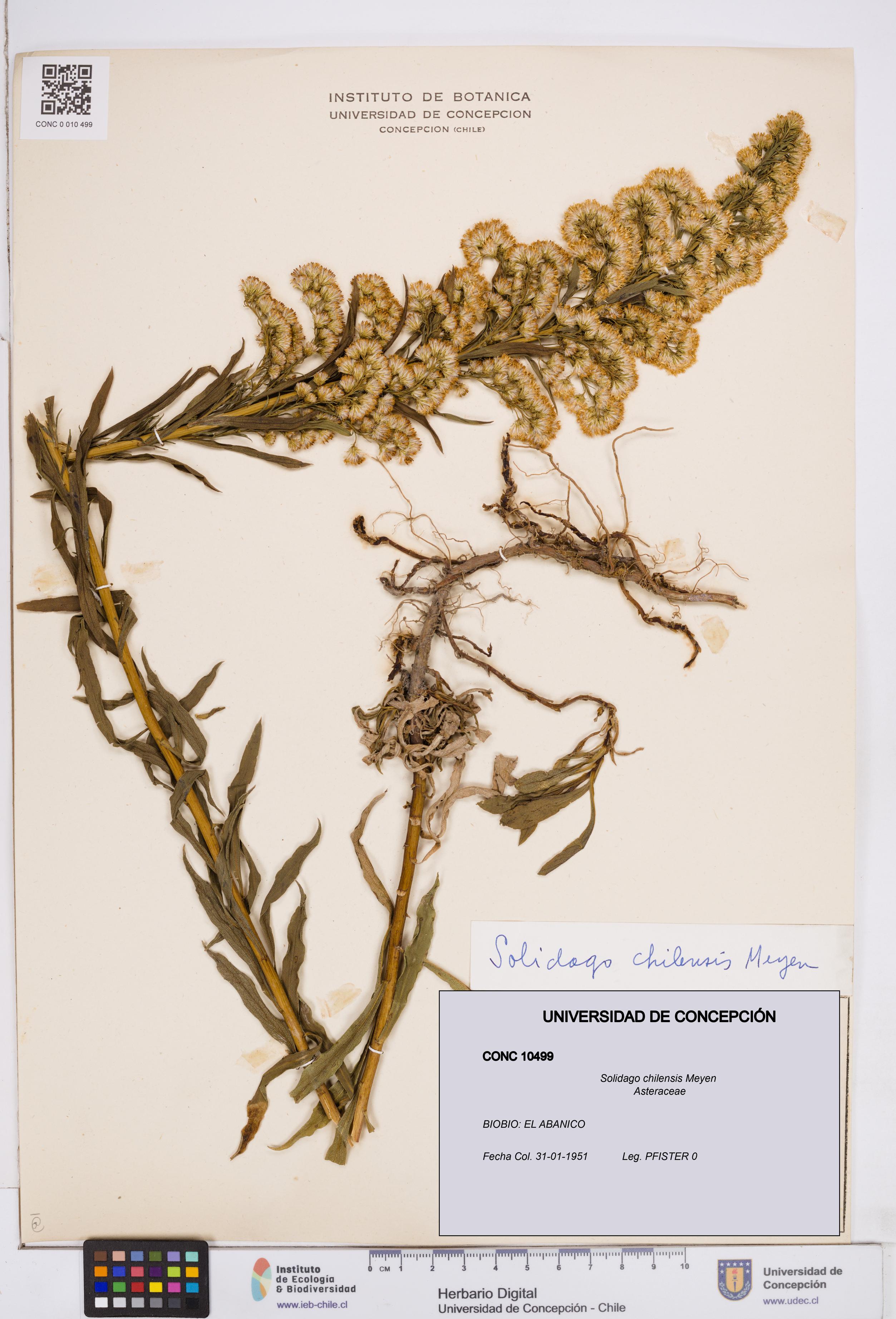 Solidago chilensis [Espécimen: ]