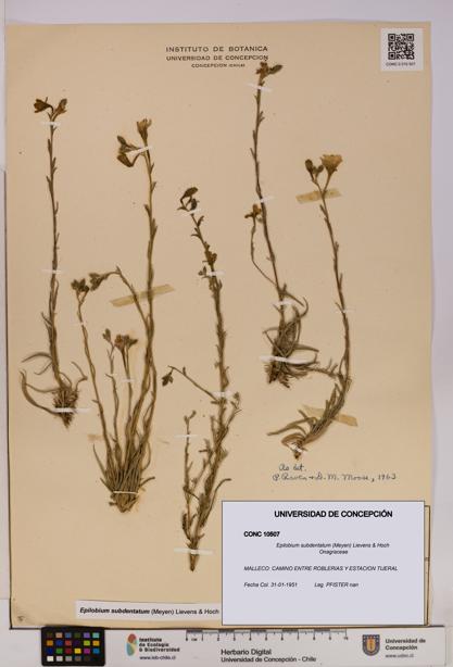 Epilobium subdentatum [Espécimen: UDEC:CONC:0010507]