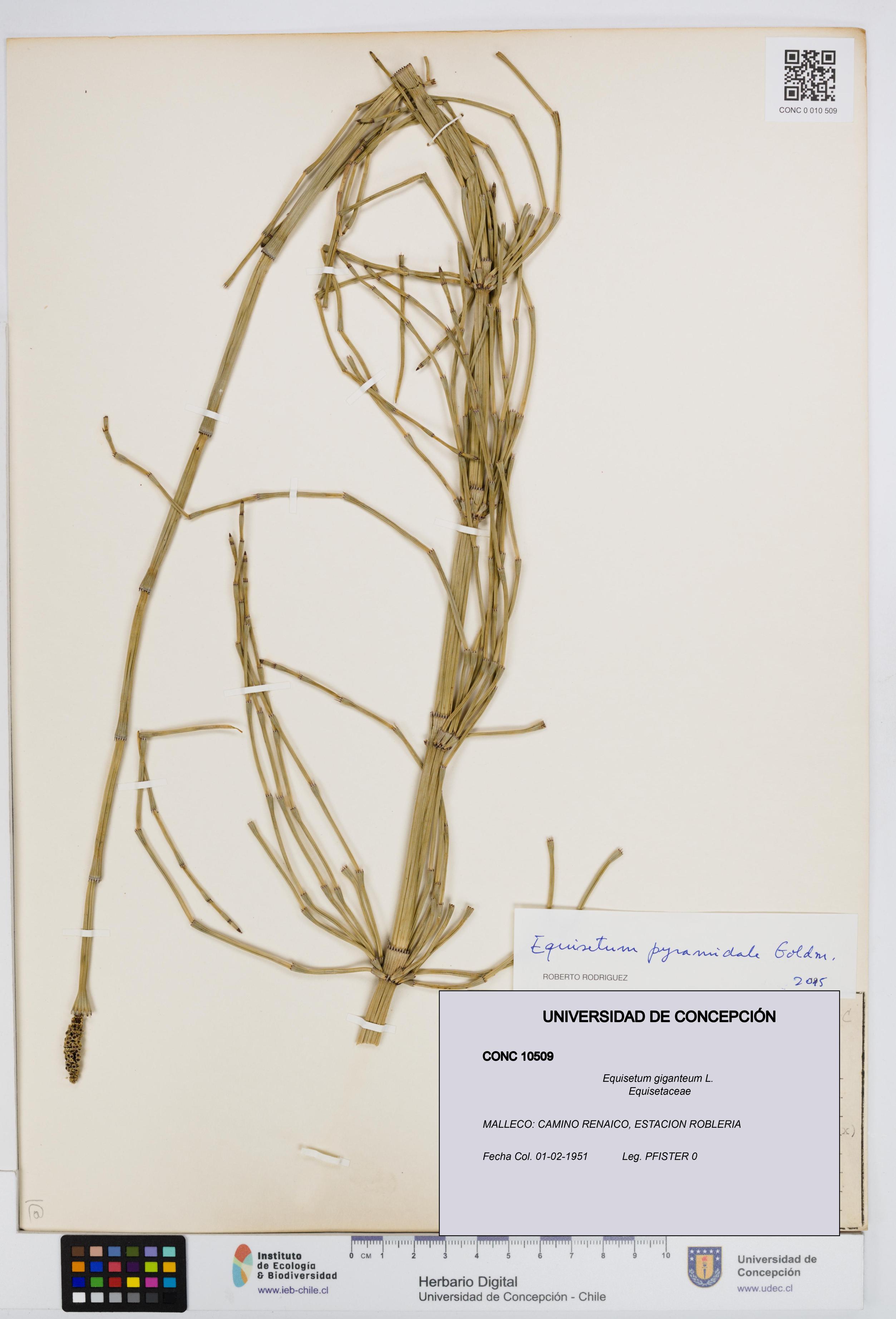 Equisetum giganteum [Espécimen: UDEC:CONC:0010509]