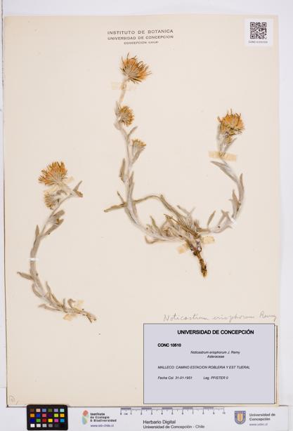 Noticastrum eriophorum [Espécimen: ]