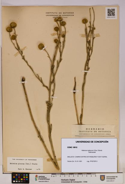 Helenium glaucum [Espécimen: UDEC:CONC:0010512]
