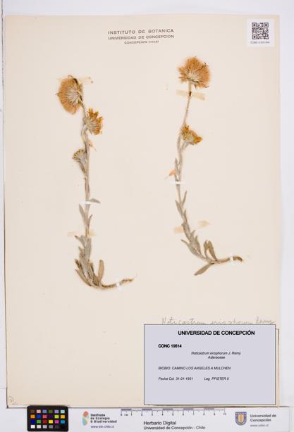 Noticastrum eriophorum [Espécimen: ]