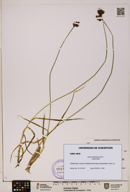 Carex macloviana [Espécimen: ]