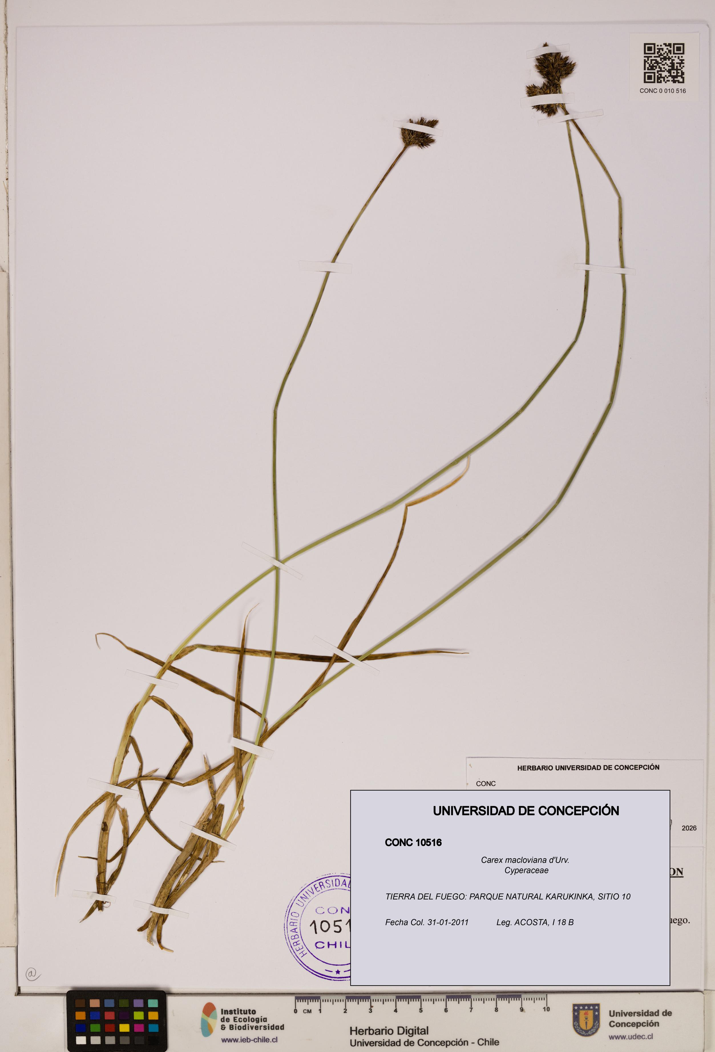 Carex macloviana [Espécimen: ]