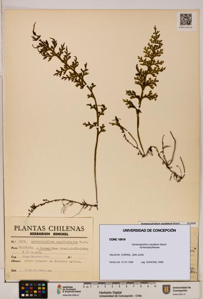 Hymenophyllum caudatum [Espécimen: UDEC:CONC:0010519]