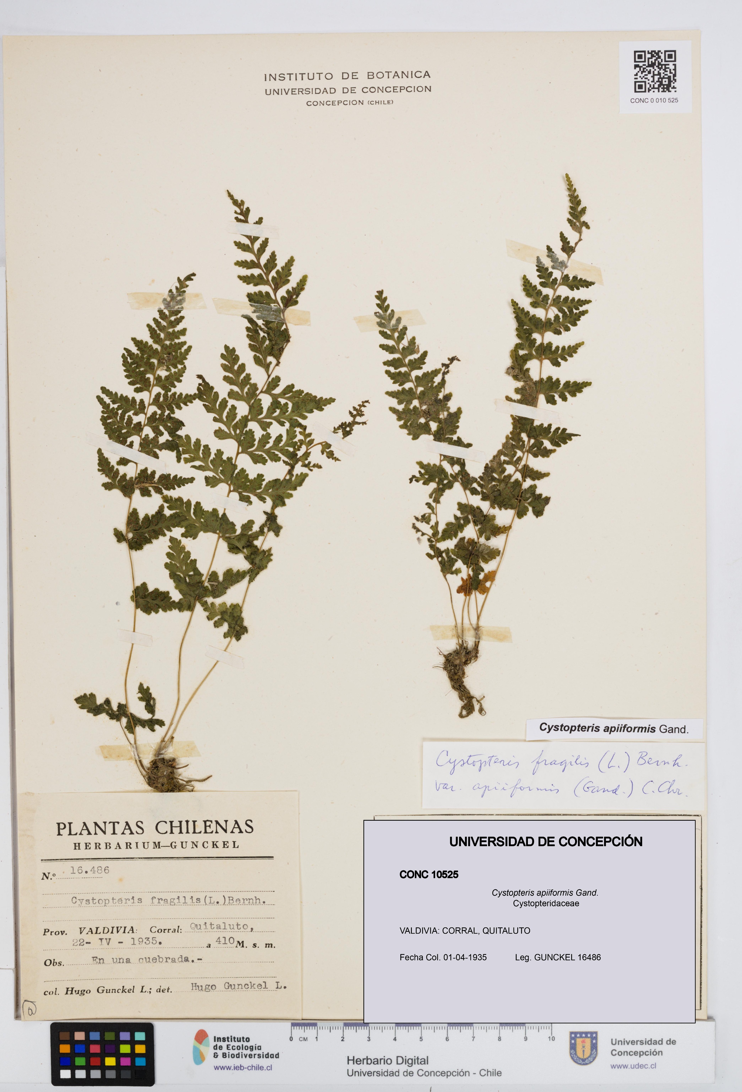 Cystopteris apiiformis [Espécimen: UDEC:CONC:0010525]