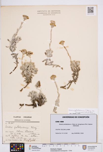Senecio portalesianus var. lanuginosus [Espécimen: ]