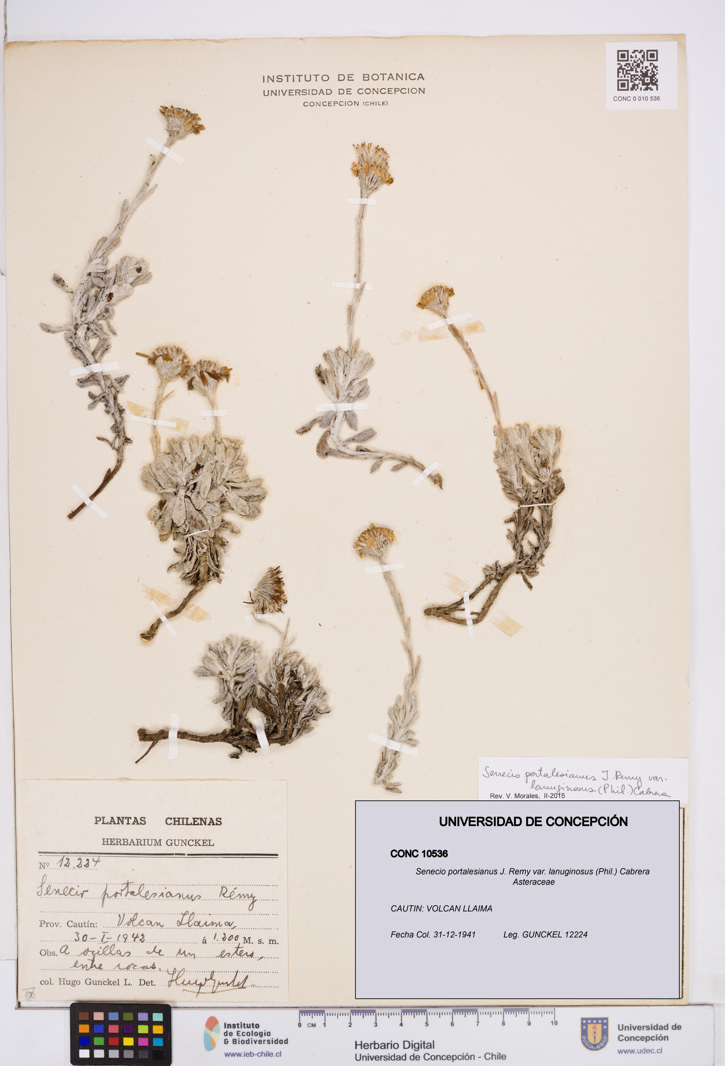 Senecio portalesianus var. lanuginosus [Espécimen: ]