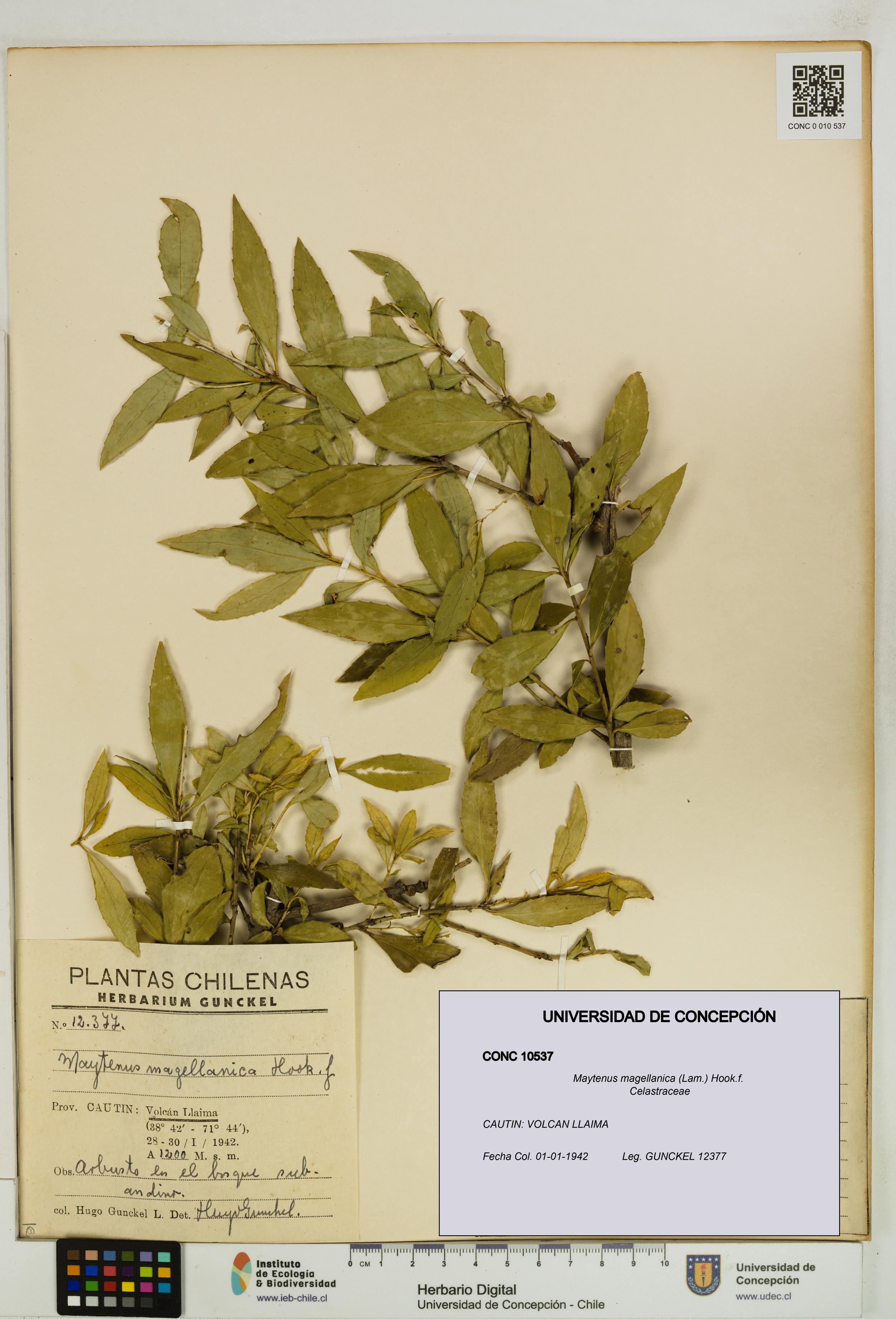 Maytenus magellanica [Espécimen: UDEC:CONC:0010537]