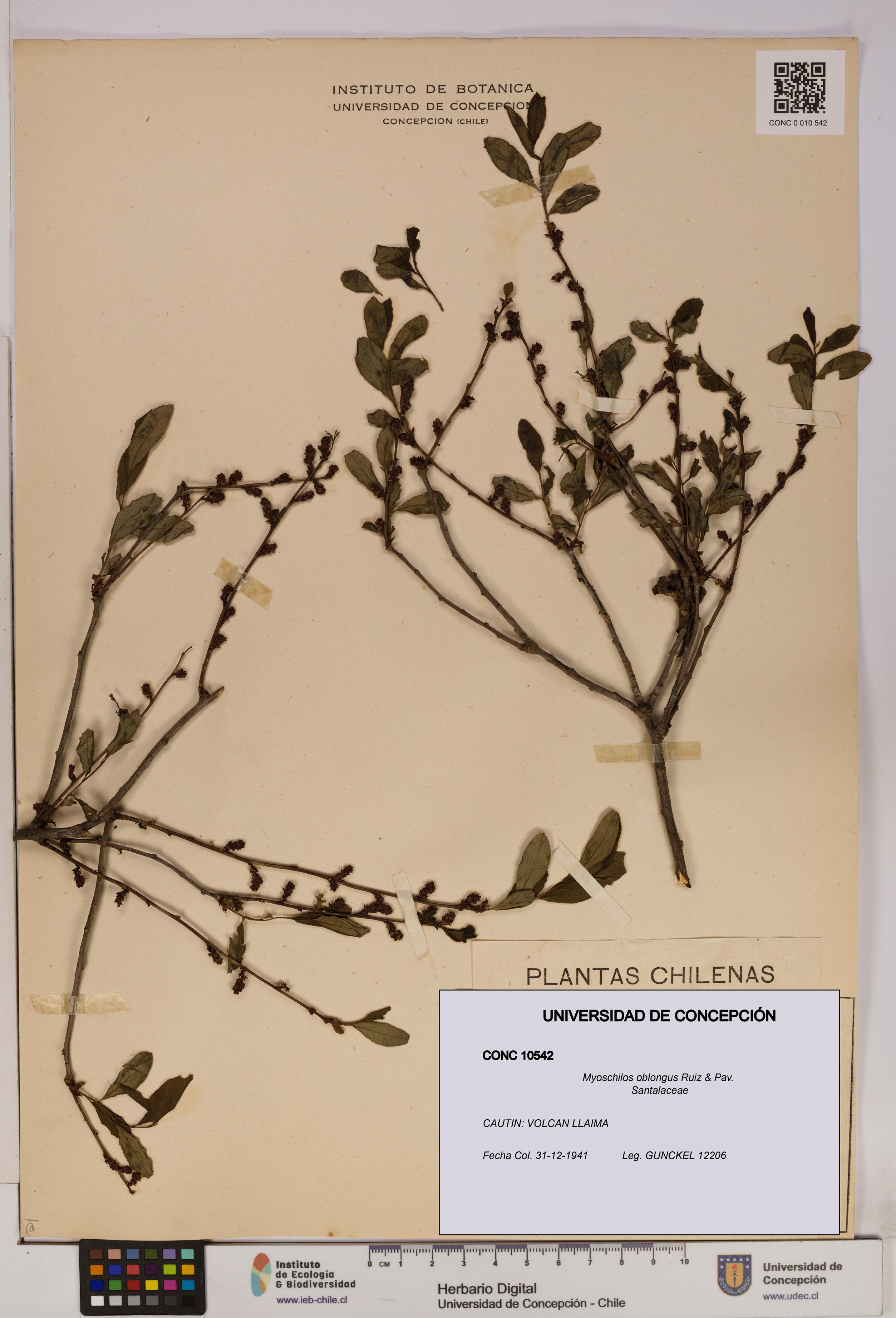 Myoschilos oblongus [Espécimen: UDEC:CONC:0010542]