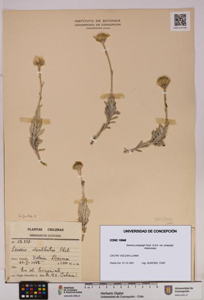 Senecio poeppigii var. poeppigii [Espécimen: ]