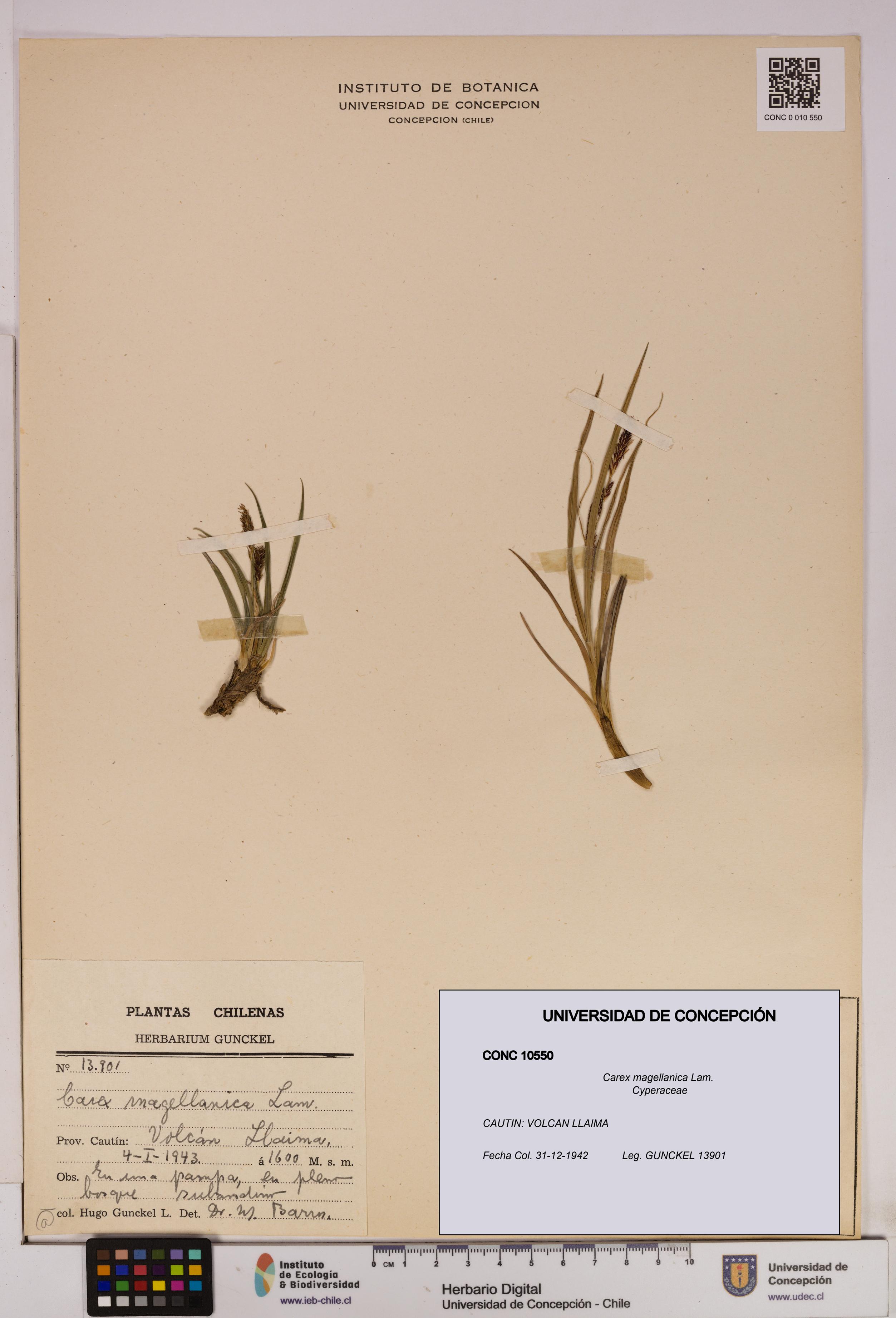 Carex magellanica [Espécimen: UDEC:CONC:0010550]