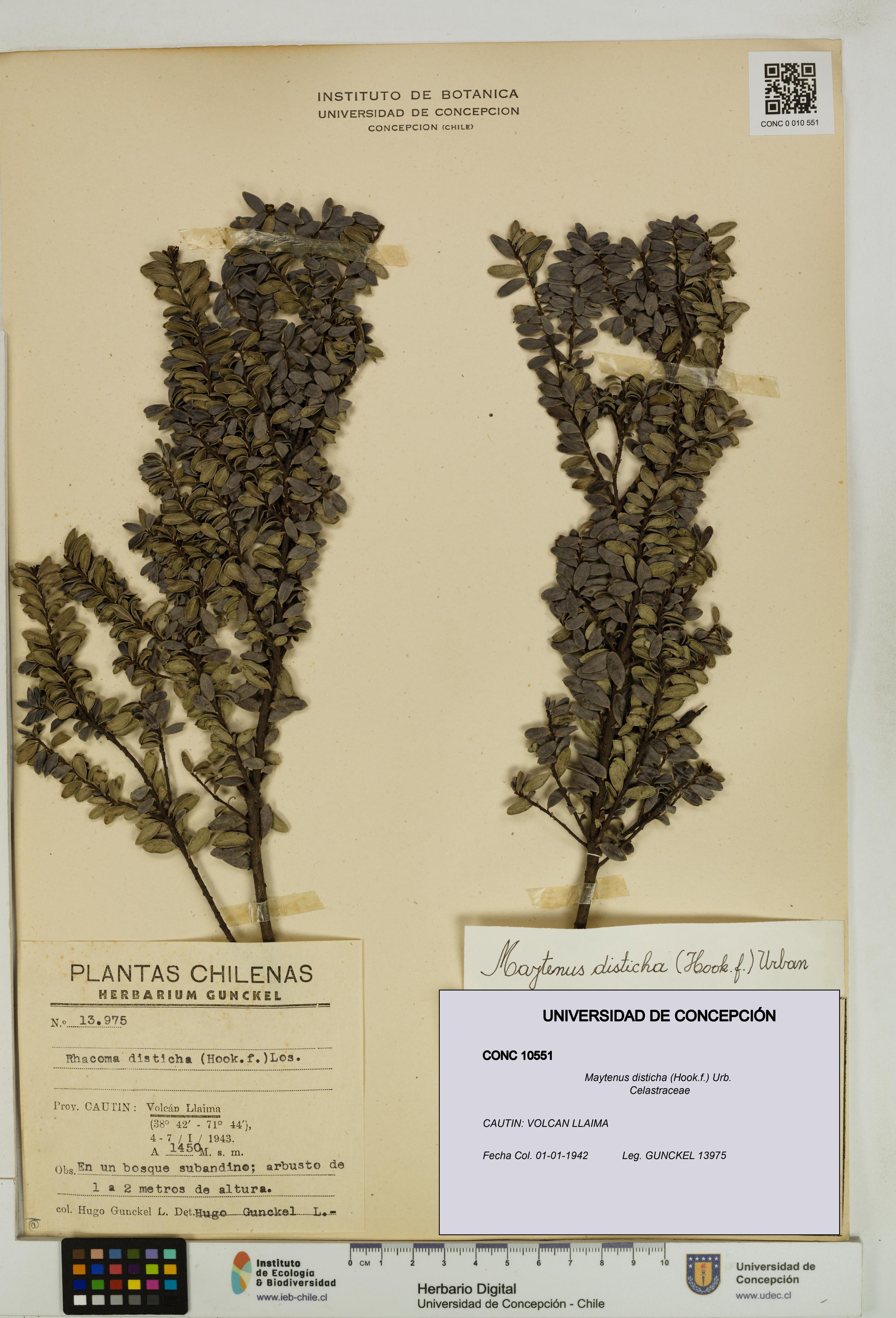 Maytenus disticha [Espécimen: UDEC:CONC:0010551]
