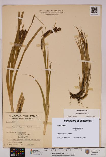 Carex banksii [Espécimen: UDEC:CONC:0010554]
