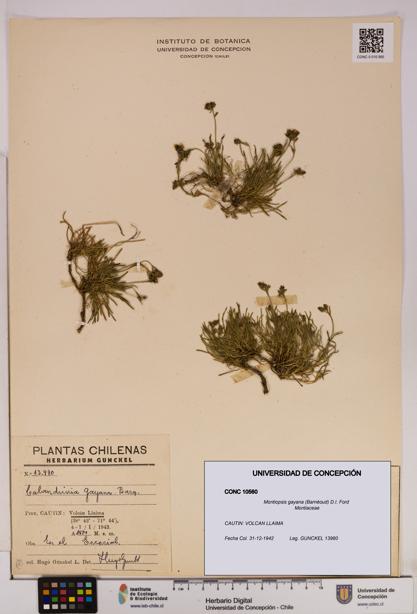 Montiopsis gayana [Espécimen: UDEC:CONC:0010560]