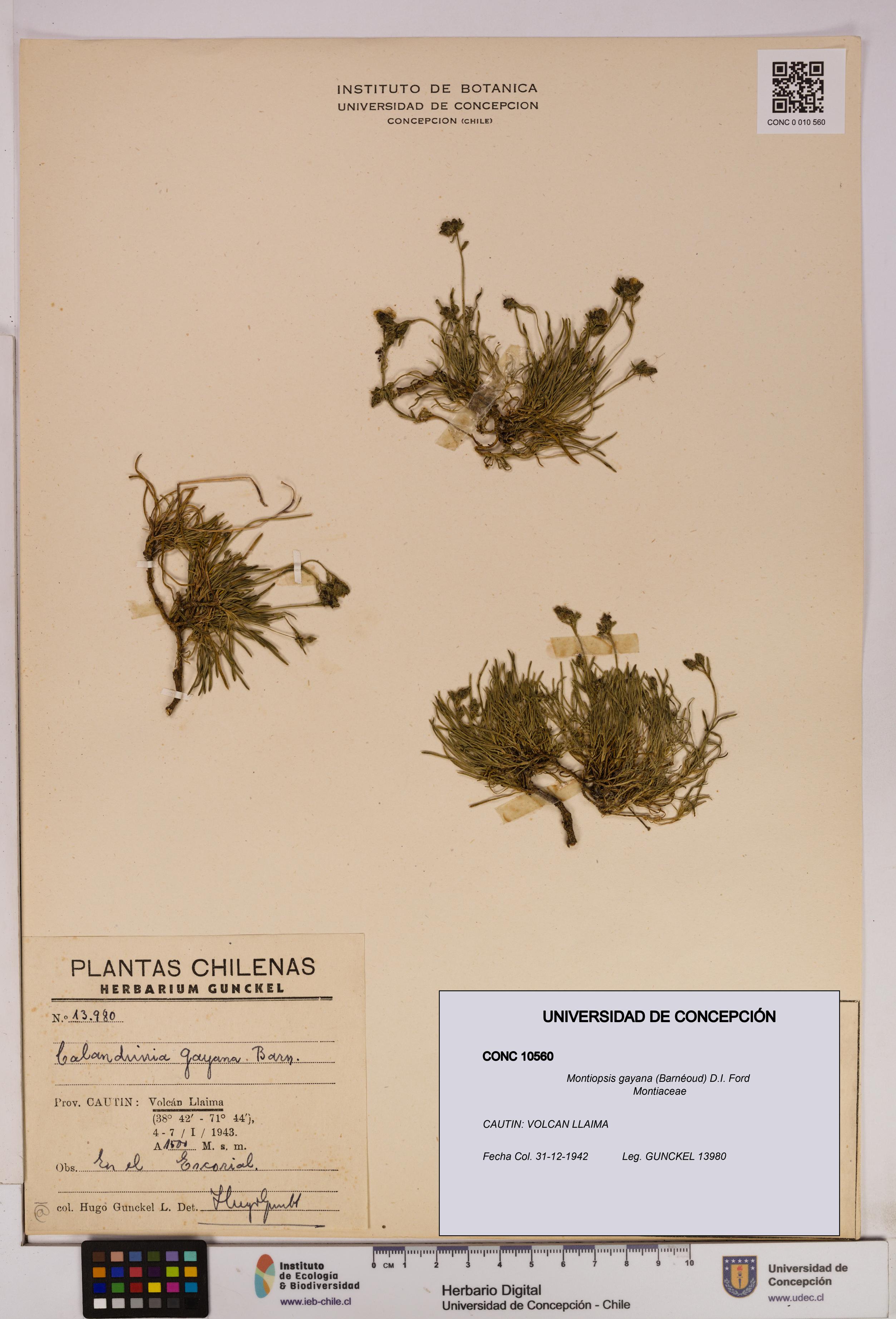 Montiopsis gayana [Espécimen: UDEC:CONC:0010560]
