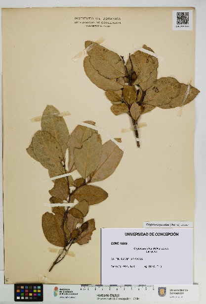 Cryptocarya alba [Espécimen: UDEC:CONC:0010566]