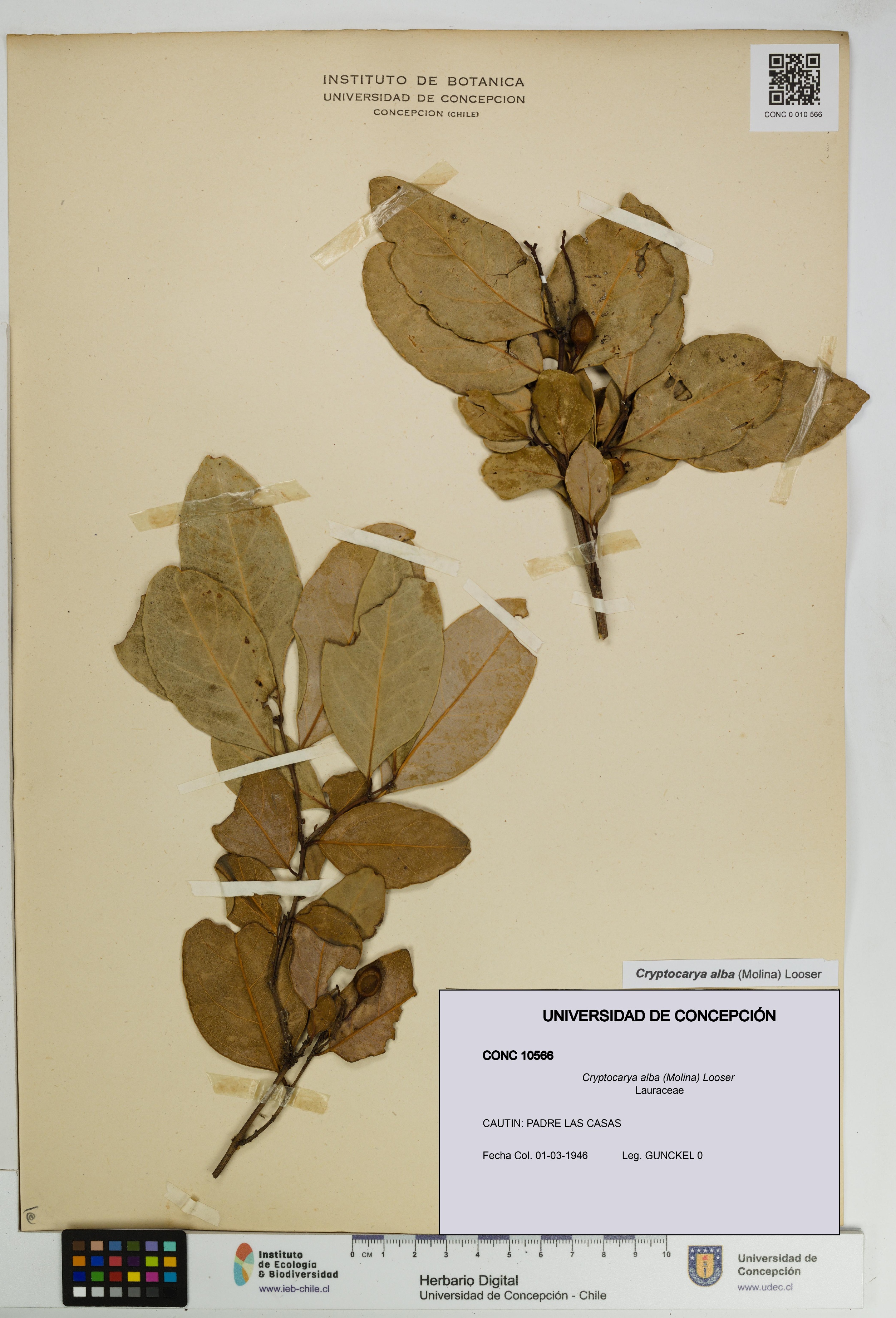 Cryptocarya alba [Espécimen: UDEC:CONC:0010566]