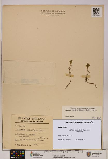 Lasthenia kunthii [Espécimen: ]