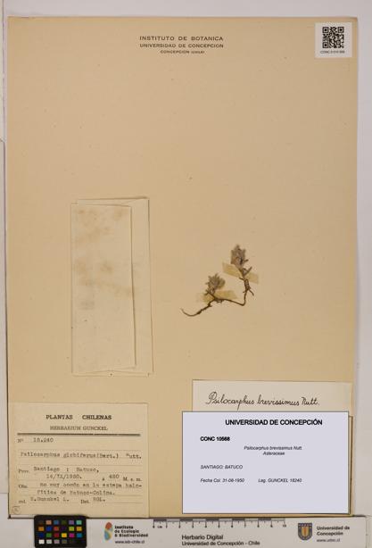 Psilocarphus brevissimus [Espécimen: ]