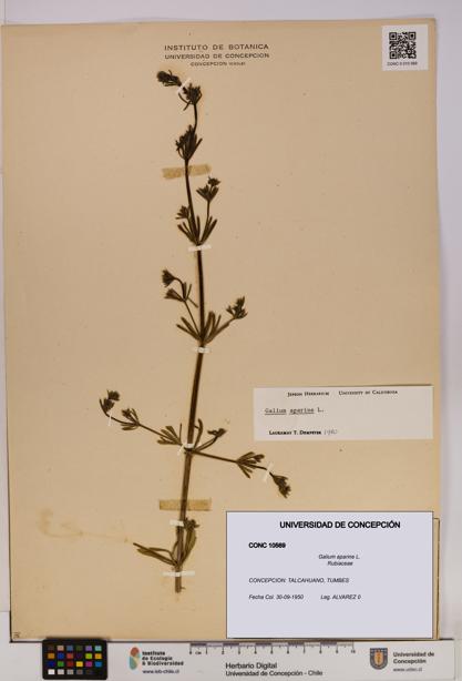 Galium aparine [Espécimen: UDEC:CONC:0010569]