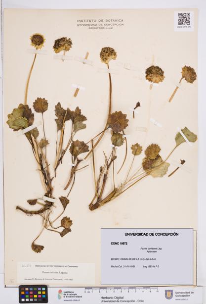 Pozoa coriacea [Espécimen: ]