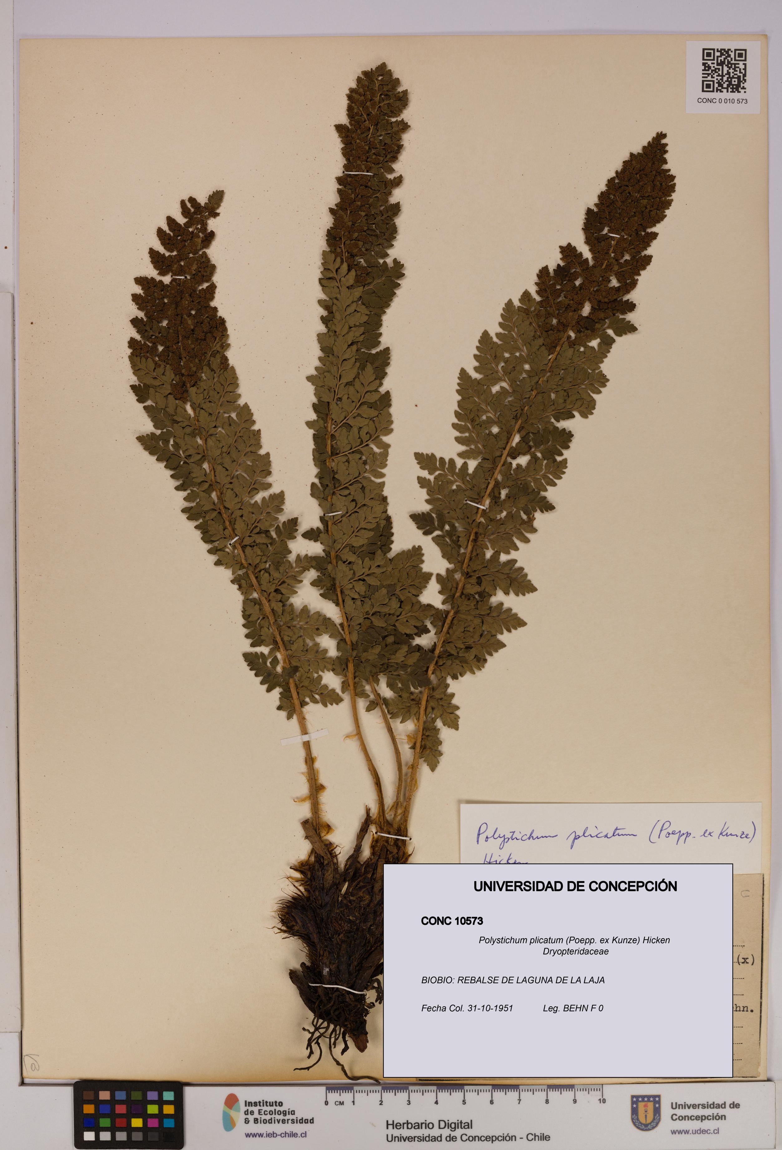 Polystichum plicatum [Espécimen: UDEC:CONC:0010573]