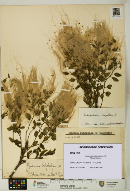 Misodendrum oblongifolium [Espécimen: UDEC:CONC:0010575]