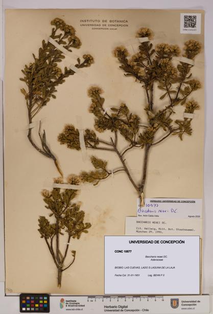 Baccharis neaei [Espécimen: UDEC:CONC:0010577]