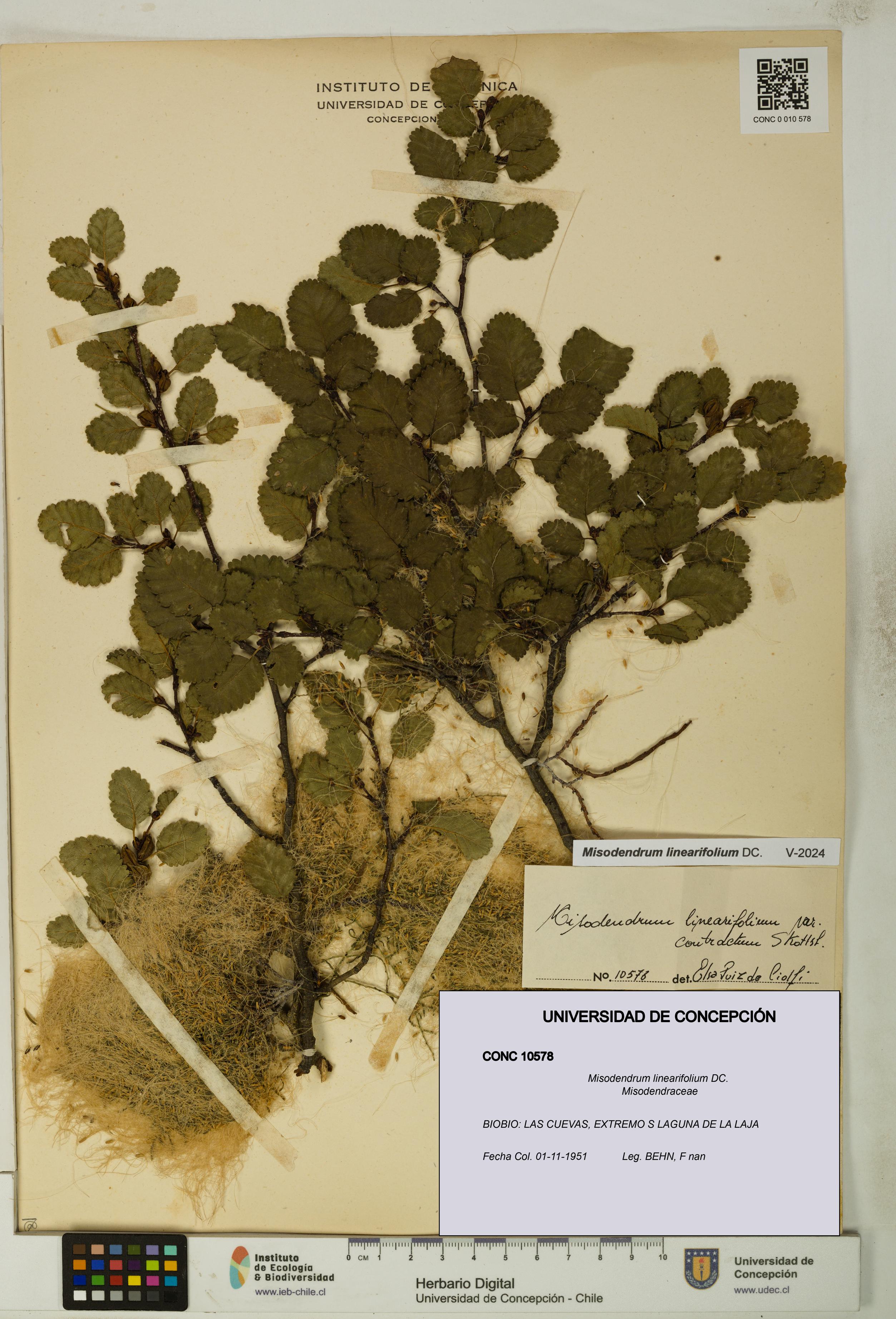Misodendrum linearifolium [Espécimen: UDEC:CONC:0010578]