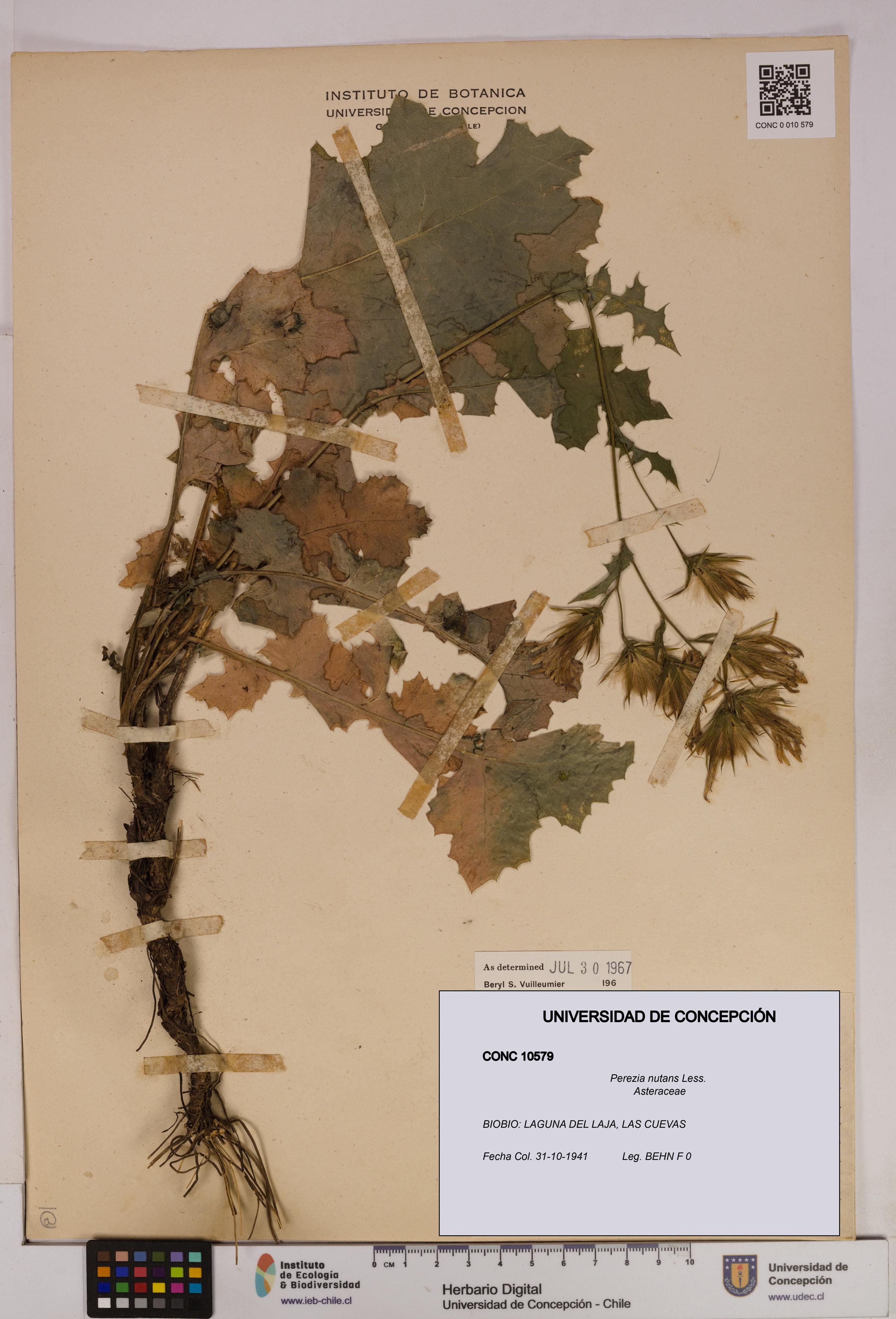 Perezia nutans [Espécimen: UDEC:CONC:0010579]