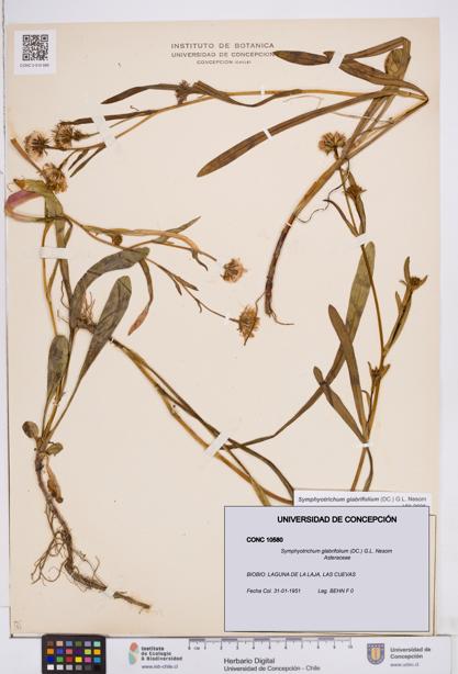Symphyotrichum glabrifolium [Espécimen: ]