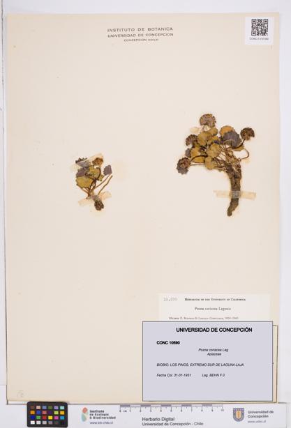 Pozoa coriacea [Espécimen: ]