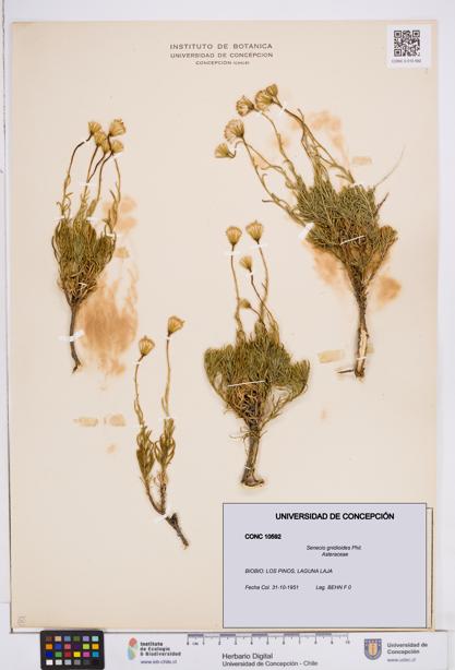 Senecio gnidioides [Espécimen: ]