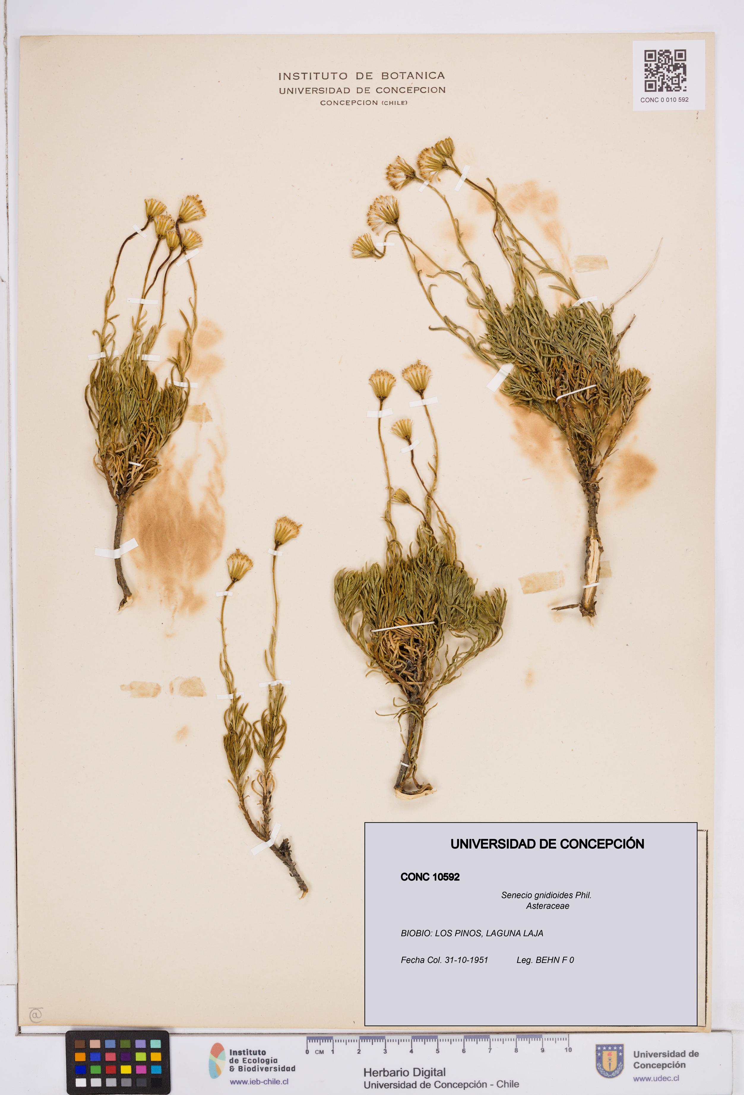 Senecio gnidioides [Espécimen: ]