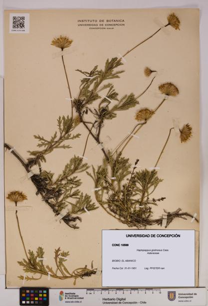 Haplopappus glutinosus [Espécimen: UDEC:CONC:0010599]