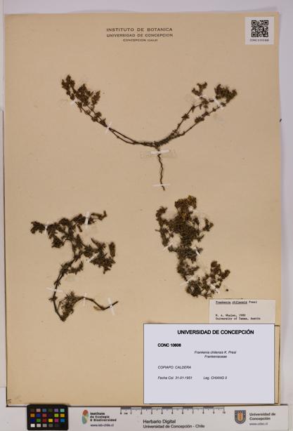 Frankenia chilensis [Espécimen: UDEC:CONC:0010606]