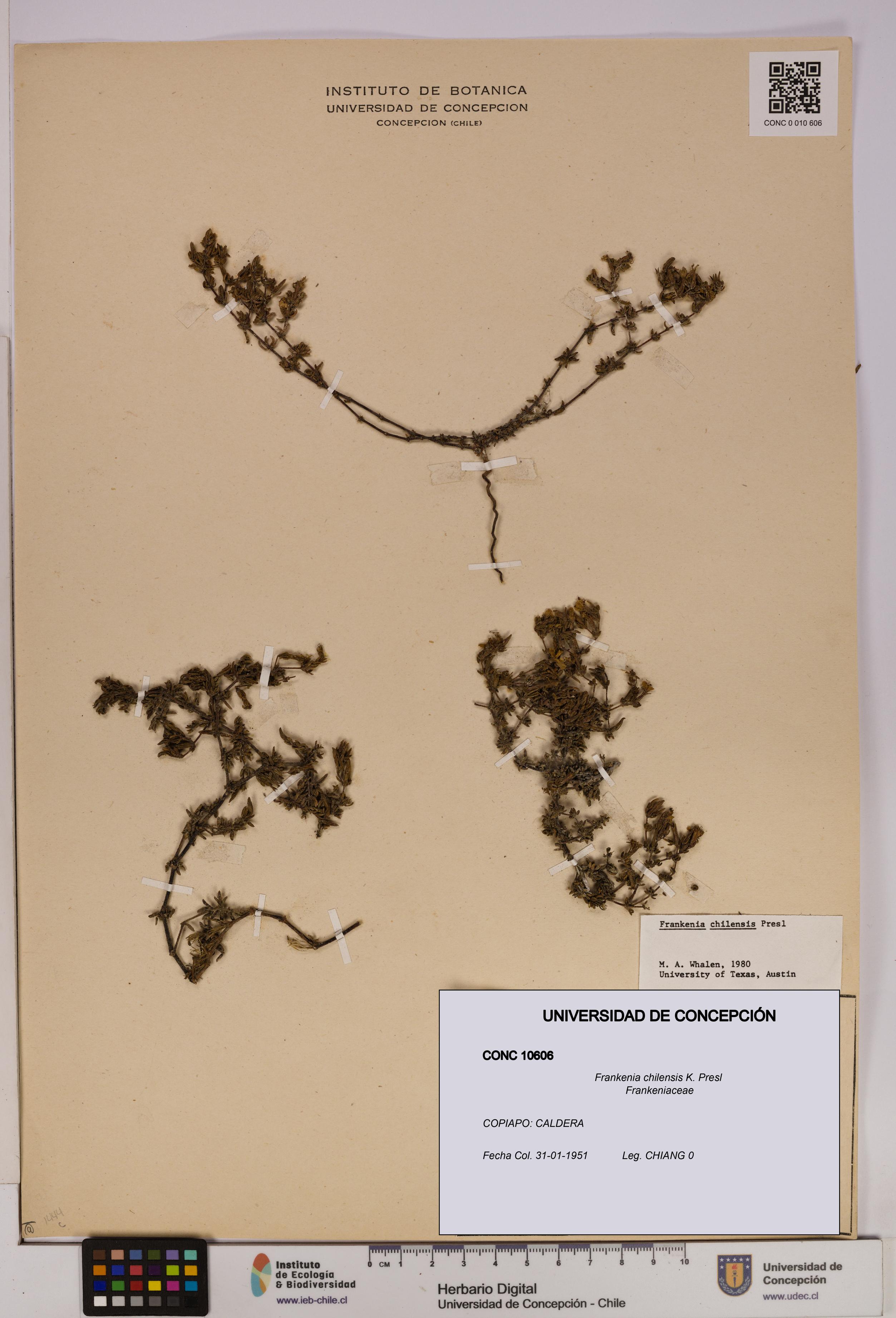 Frankenia chilensis [Espécimen: UDEC:CONC:0010606]