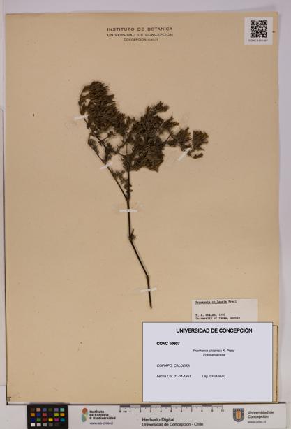 Frankenia chilensis [Espécimen: UDEC:CONC:0010607]