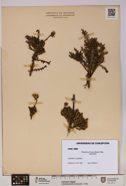 Polyachyrus fuscus [Espécimen: UDEC:CONC:0010609]