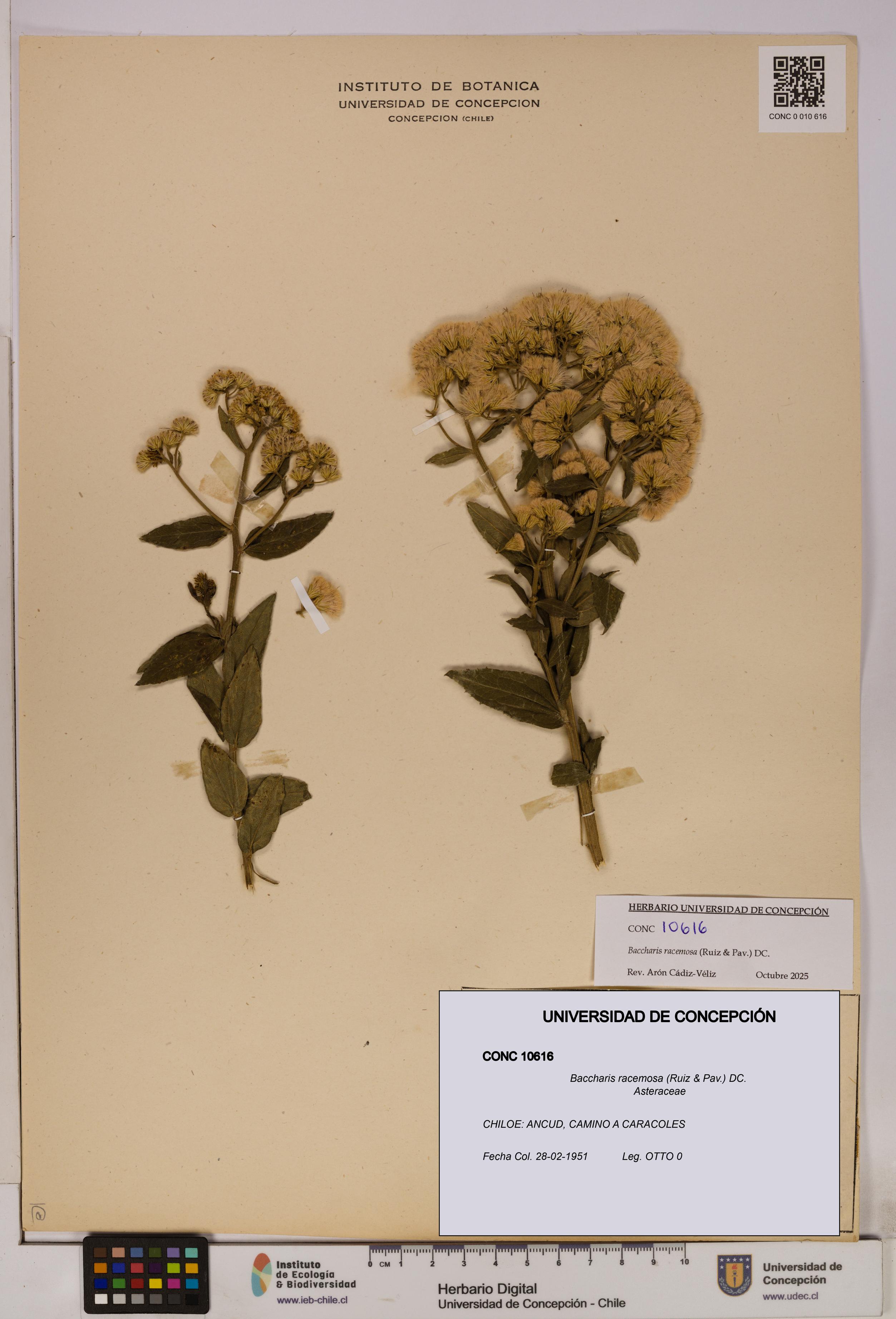 Baccharis racemosa [Espécimen: UDEC:CONC:0010616]