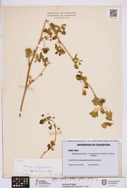 Medicago polymorpha var. confinis [Espécimen: ]