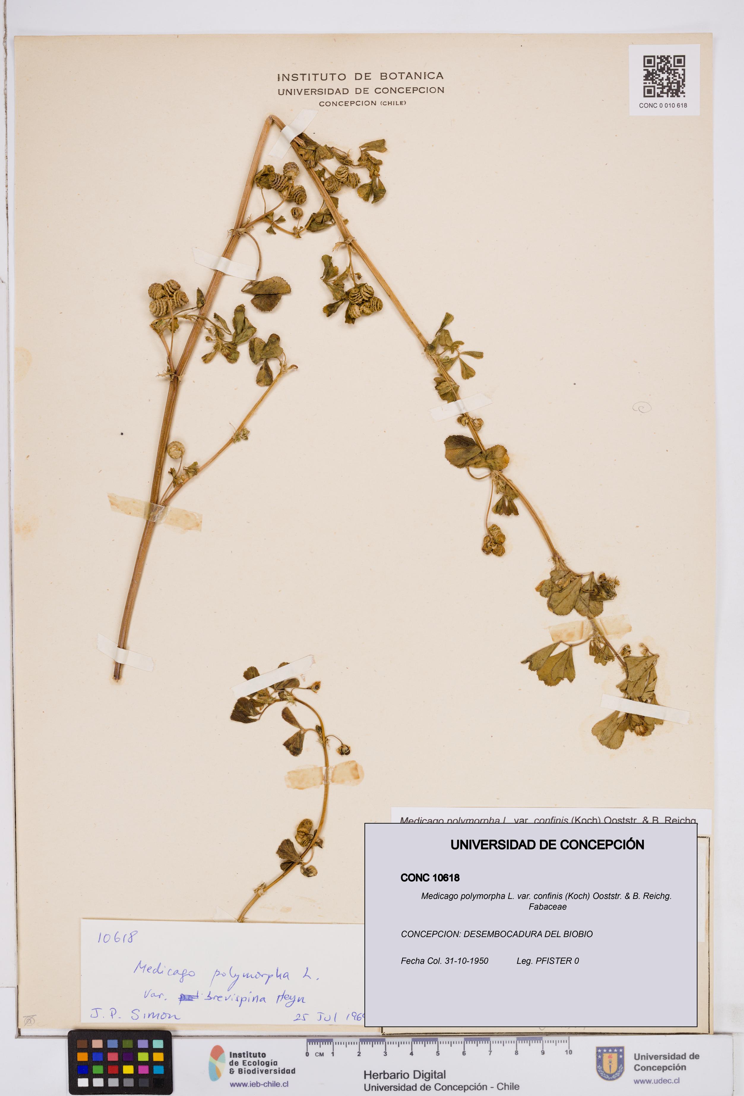 Medicago polymorpha var. confinis [Espécimen: ]