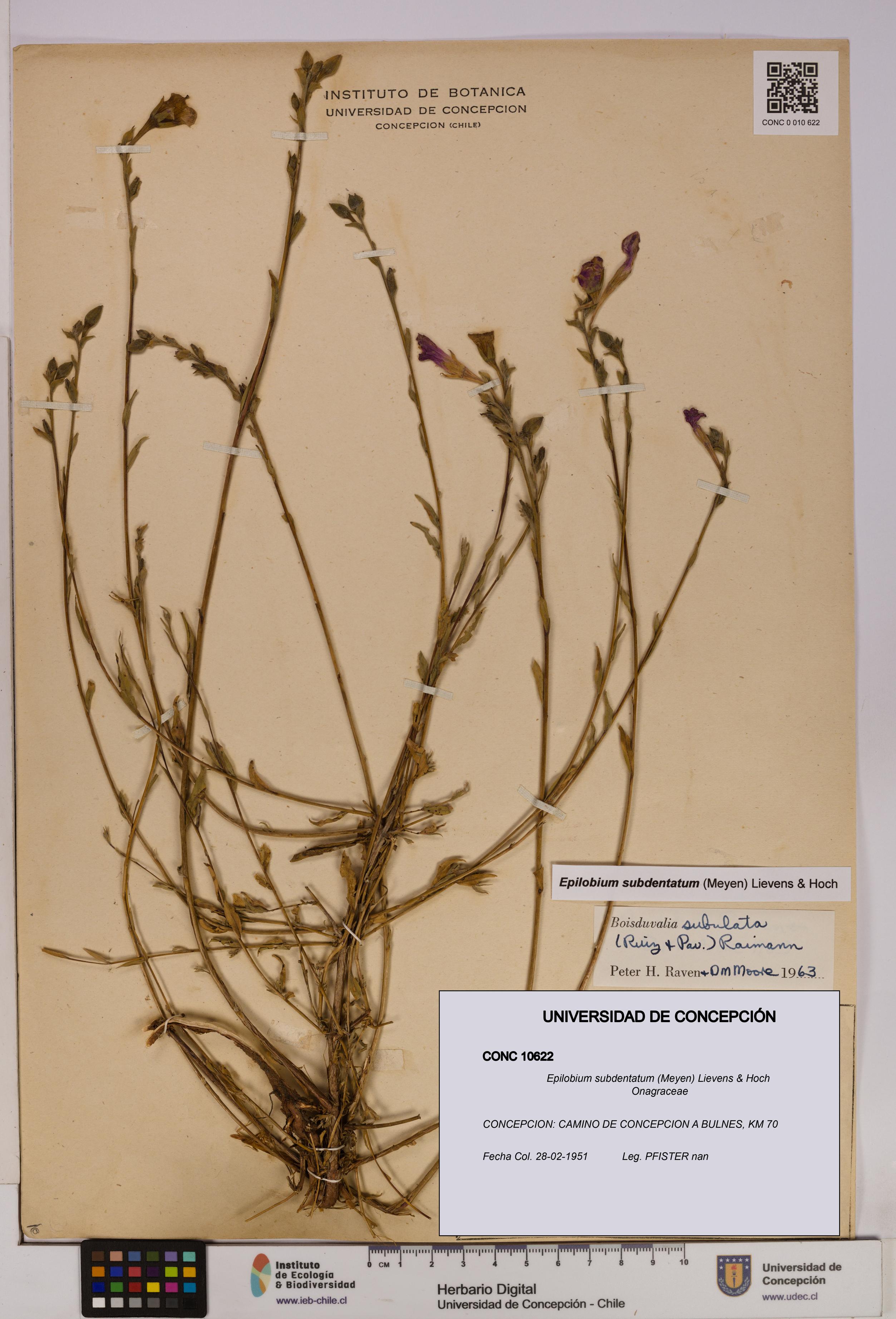 Epilobium subdentatum [Espécimen: UDEC:CONC:0010622]