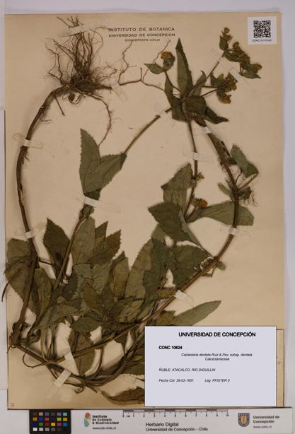 Calceolaria dentata subsp. dentata [Espécimen: UDEC:CONC:0010624]